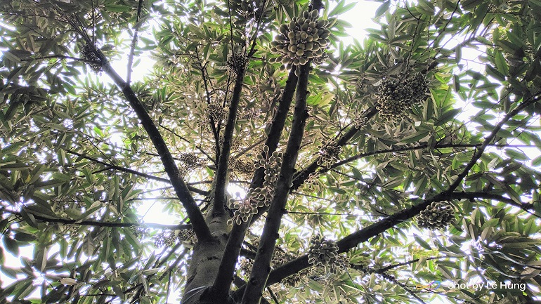 Hinh 1 Sau Rieng dang tro hoa_1723177762.jpg